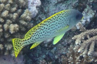 Plectorhinchus gaterinus - Schwarzgepunktete Süßlippe (Schwarztupfen-Süßlippe)